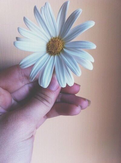 person, flower, holding, part of, cropped, human finger, freshness, petal, fragility, flower head, unrecognizable person, close-up, personal perspective, indoors, single flower, daisy