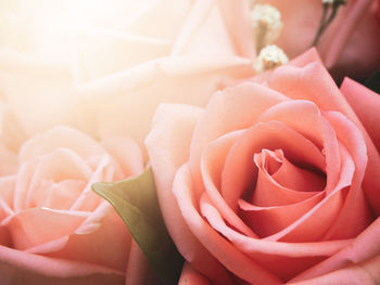 Close-up of rose bouquet