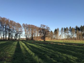 Trees on field against clear sky