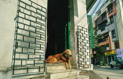 Dog sitting in a building