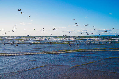 Seagulls on welsh rossilli beach to form natural textured background seaside sand and waves 