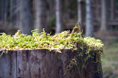 Close-up of moss growing on tree stump