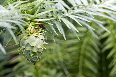 Close-up of pine cone hanging from plant