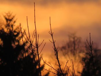 Close-up of silhouette plants against sky during sunset