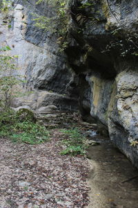 Rock formation amidst trees in forest