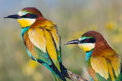 Close-up of parrot perching