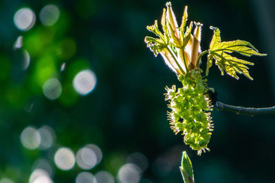 Close-up of flowering plant