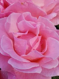 Close-up of pink rose