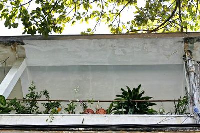 Potted plants in greenhouse