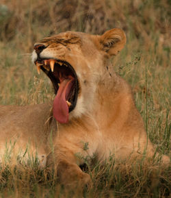 Close-up of cat yawning