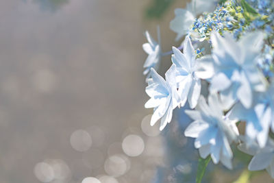 Close-up of white flowers