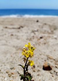 Close-up of yellow flowering plant on beach