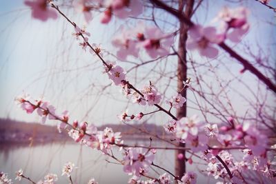 Close-up of cherry blossoms