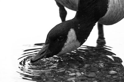 Close-up of duck swimming on lake