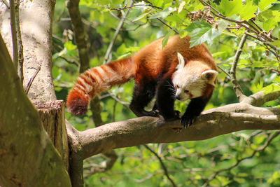 Low angle view of red panda