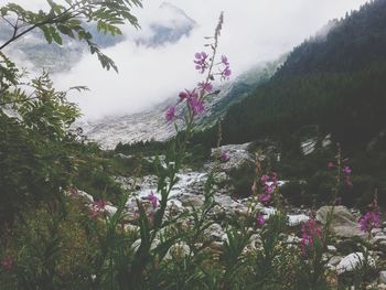 Scenic view of pink flowering plants against sky