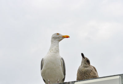 Low angle view of seagulls perching on the sky