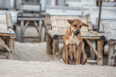 Dog standing in a row