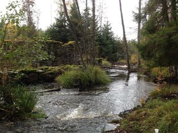 River amidst trees in forest