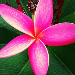 Close-up of pink flower