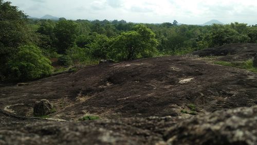 Dirt road in forest