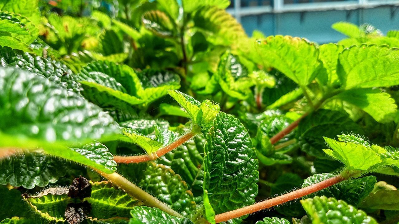 CLOSE-UP OF GREEN LEAF