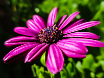 Close-up of purple flower blooming outdoors