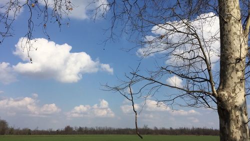 Bare trees on field against sky