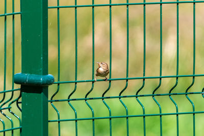 Close-up of snail on metal fence