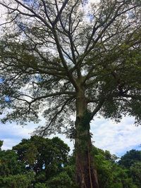 Low angle view of trees in forest against sky