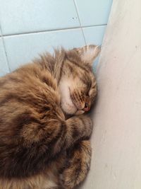 High angle view of cat sleeping