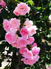 Close-up of pink flowers blooming outdoors