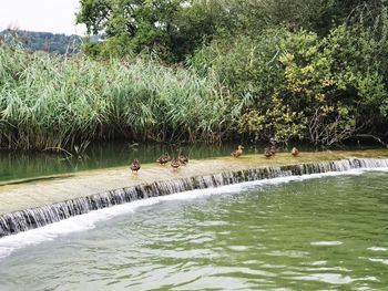 People swimming in river by trees