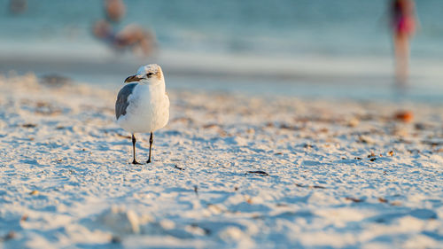 Close-up of seagull perching on land