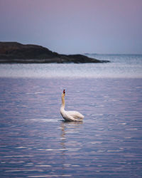 Swan swimming in sea against sky