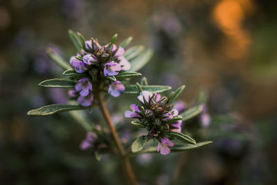 Close-up of purple flowering plant