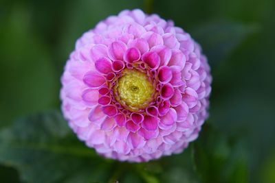 Close-up of purple flowers blooming outdoors