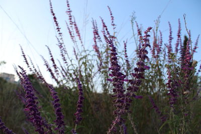 Close-up of fresh purple flowers in field against sky