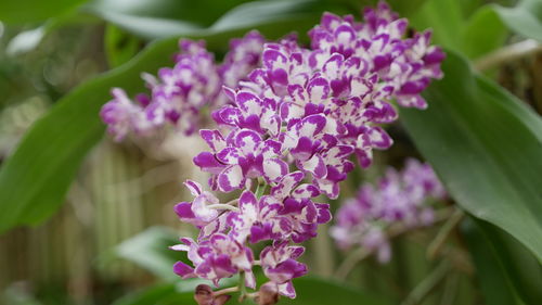 Close-up of purple flowering plant