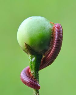 Close-up of centipede on grass fruit against green background