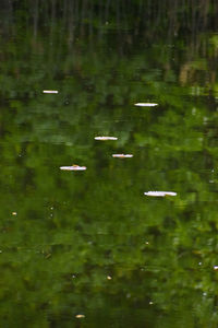 View of birds swimming in water