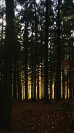 Trees in forest