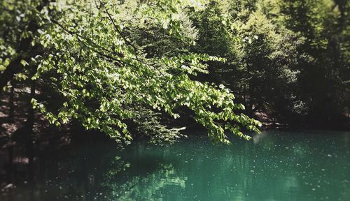 Reflection of trees in water