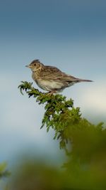 Bird perching on a plant