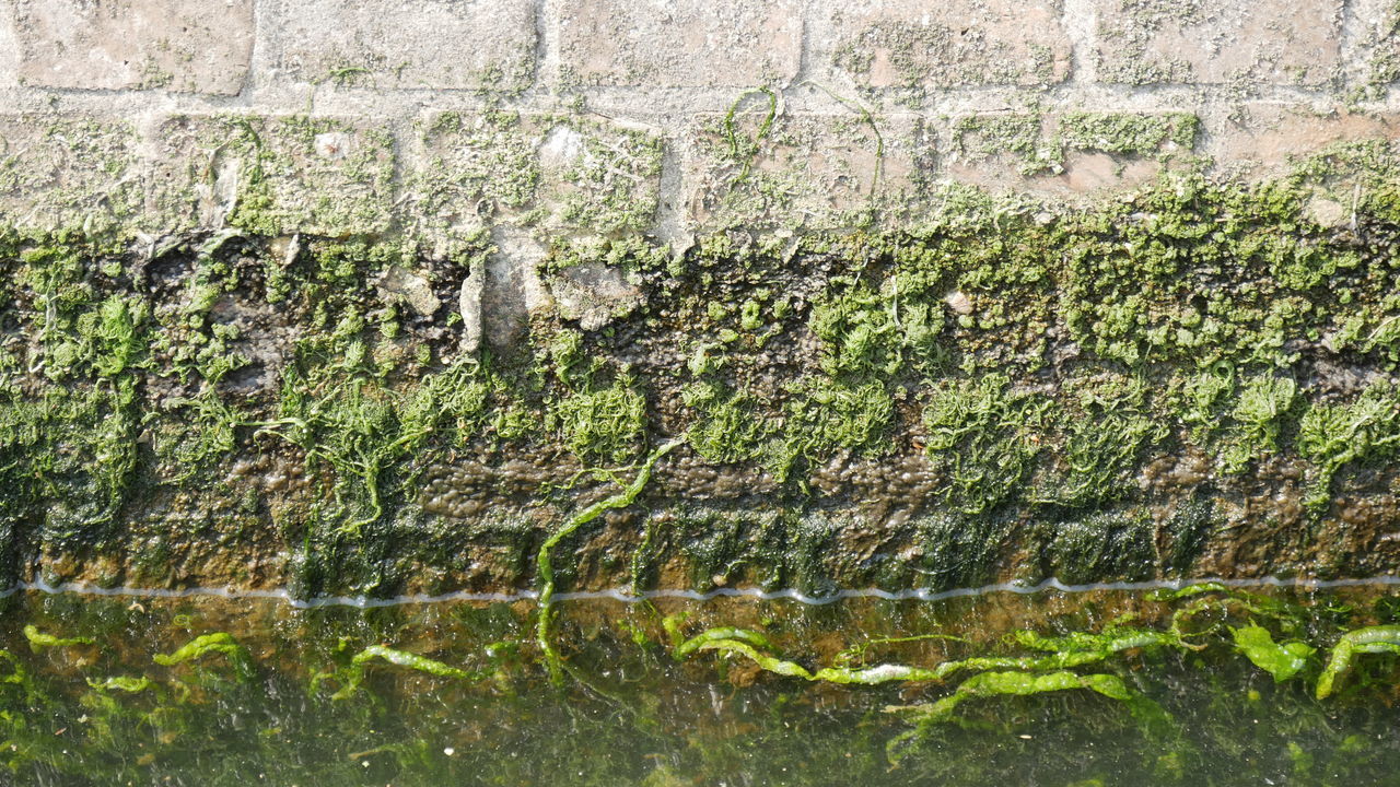 CLOSE-UP OF MOSS ON WALL