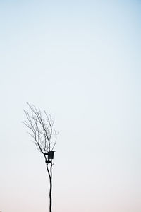 Low angle view of tree against clear sky