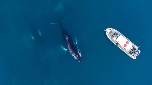 High angle view of whale swimming by boat in sea