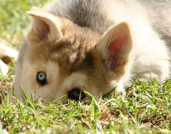 Cat lying on grassy field