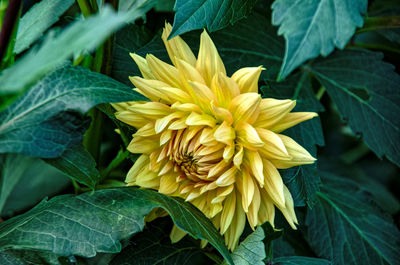 Close-up of yellow flowering plant