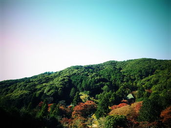 Low angle view of trees against clear sky